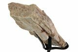 Fossil Sauropod Rib Section with Metal Stand - Colorado #383241-2